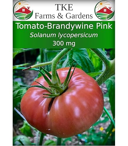 TOMATO　おまとめ商品 Amazon.com : Momotaro Tomato Seeds (25 Seed Packet) (More Heirloom